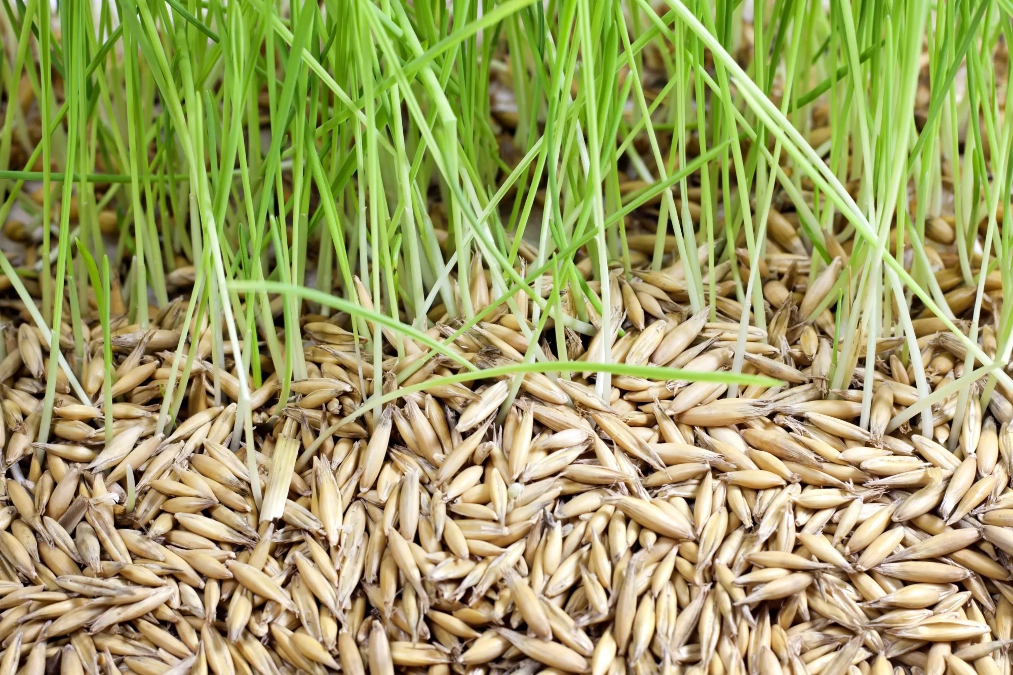 grass seed with grass growing out